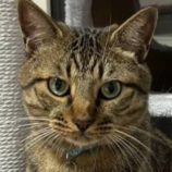 1月26日君津店に参加する富津ねこネットの保護猫06