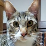 1月26日君津店に参加する富津ねこネットの保護猫07