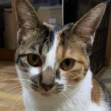 1月26日君津店に参加する富津ねこネットの保護猫08