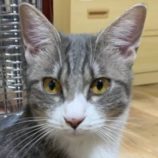 1月26日君津店に参加する富津ねこネットの保護猫09