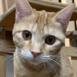 1月26日君津店に参加する富津ねこネットの保護猫10