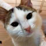 1月26日君津店に参加する富津ねこネットの保護猫11