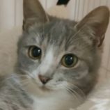 1月26日君津店に参加する富津ねこネットの保護猫12