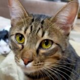 1月26日君津店に参加する富津ねこネットの保護猫13