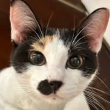 1月26日君津店に参加する富津ねこネットの保護猫14