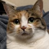 2月2日君津店に参加する猫レンジャーの保護犬01