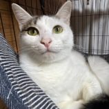 2月2日君津店に参加する猫レンジャーの保護猫02