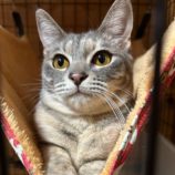 2月2日君津店に参加する猫レンジャーの保護猫03