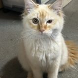 2月2日君津店に参加する猫レンジャーの保護猫05