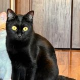 2月2日君津店に参加する猫レンジャーの保護猫06