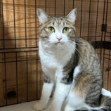 2月2日君津店に参加する猫レンジャーの保護猫09