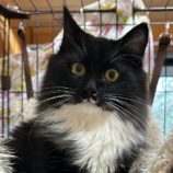 2月2日君津店に参加する猫レンジャーの保護猫11