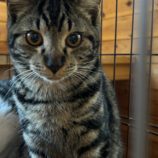 2月2日君津店に参加する猫レンジャーの保護猫12