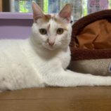 2月2日君津店に参加する猫レンジャーの保護猫13