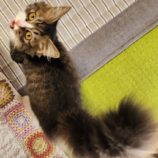 2月2日君津店に参加する猫レンジャーの保護猫14