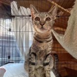 2月2日君津店に参加する猫レンジャーの保護猫15