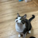 2月2日君津店に参加する猫レンジャーの保護猫16