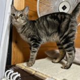 2月2日君津店に参加する猫レンジャーの保護猫18