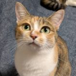 2月2日君津店に参加する猫レンジャーの保護猫19