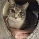 2月2日君津店に参加する猫レンジャーの保護猫20