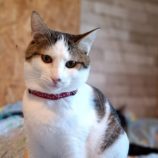 1月19日古河店に参加するにゃんこの大冒険の保護猫01