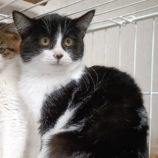 1月19日古河店に参加するにゃんこの大冒険の保護猫02