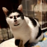 1月19日古河店に参加するにゃんこの大冒険の保護猫04