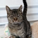 1月19日古河店に参加するにゃんこの大冒険の保護猫05