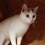 1月19日古河店に参加するにゃんこの大冒険の保護猫06