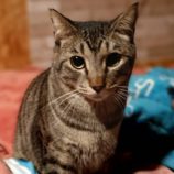 1月19日古河店に参加するにゃんこの大冒険の保護猫07