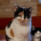 1月19日古河店に参加するにゃんこの大冒険の保護猫08