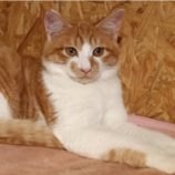 1月19日古河店に参加するにゃんこの大冒険の保護猫10