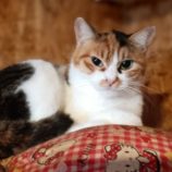 1月19日古河店に参加するにゃんこの大冒険の保護猫11