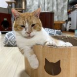 1月12日瑞穂店に参加するまたたび家の保護猫01