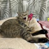 1月12日瑞穂店に参加するまたたび家の保護猫02