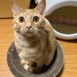 1月12日瑞穂店に参加するまたたび家の保護猫03