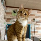 1月12日瑞穂店に参加するまたたび家の保護猫05