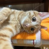 1月12日瑞穂店に参加するまたたび家の保護猫06