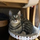 1月12日瑞穂店に参加するまたたび家の保護猫09