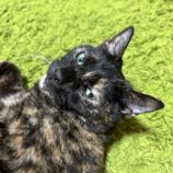 1月12日瑞穂店に参加するまたたび家の保護猫10