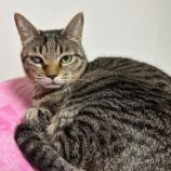 1月12日瑞穂店に参加するまたたび家の保護猫12