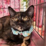 1月12日瑞穂店に参加するまたたび家の保護猫13