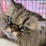 1月12日に参加する瑞穂店のまたたび家の猫14