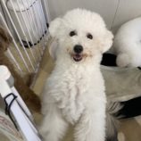 2月2日瑞穂店に参加するDogfamの保護犬01