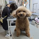 2月2日瑞穂店に参加するDogfamの保護犬02