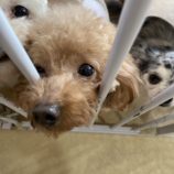 2月2日瑞穂店に参加するDogfamの保護犬03