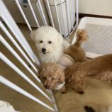 2月2日瑞穂店に参加するDogfamの保護犬04