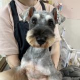 2月2日瑞穂店に参加するDogfamの保護犬05