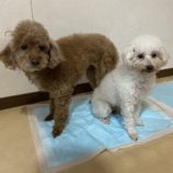 2月2日瑞穂店に参加するDogfamの保護犬06