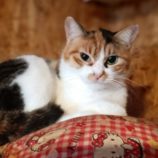 1月12日瑞穂店に参加するにゃんこの大冒険の保護猫01